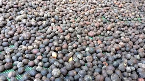 Close-up video of a stretch of selected robusta coffee beans being sun-dried. 库存影片 339304265