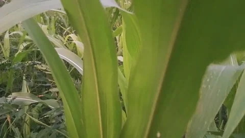 Close-Up Video of Tall Green Corn Plants in Field Stock Footage 342333166