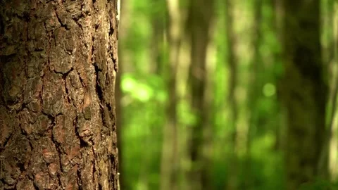 Close-up video of textured pine tree trunk bark with a soft blurred green forest Stock Footage 340331650