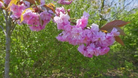 Close up video of a tree branch full of pink cherry blossom, gently swaying.. Stockbeeldmateriaal 242325806