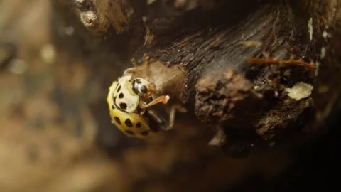 Close-up video of twenty-two-spot ladybird. Stock Footage 327154301