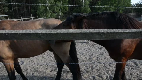 Close-up video of two brown horses standing side by side near a wooden fence 動画素材 341787800