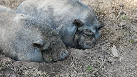 Close up video of two gascon pigs sleeping in mud, porc gascon Video stock 291682125
