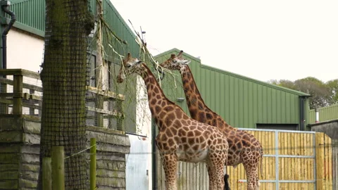 Close-up video of two mature giraffes at the zoo Stock Footage 304881117