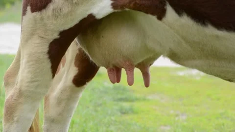 Close-up video of the udder of a brown and white dairy cow 库存影片 342432921