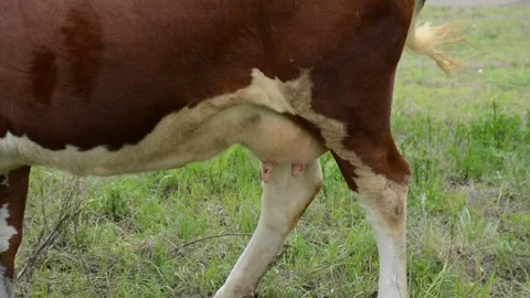 Close-up video of the udder of a brown and white dairy cow Stock Footage 342432940