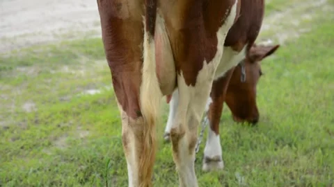 Close-up video of the udder of a brown and white dairy cow Vídeo Stock 342433006