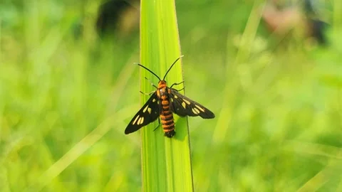 Close-up video of a wasp moth Amata huebneri resting on a green leaf 動画素材 313163806