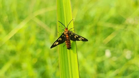 Close-up video of a wasp moth resting on a green leaf Video stock 313163870