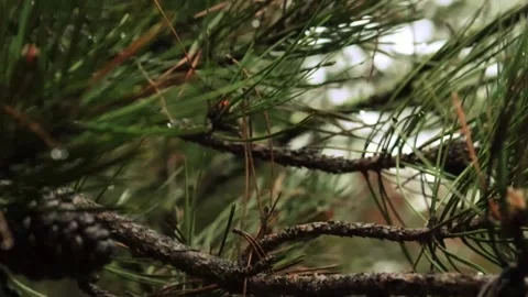 A close-up video of a wet pine cone on a rainy day.Earth Day. Stock Footage 237166413