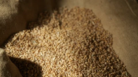 Close up video of wheat grains being held Stock Footage 61844580