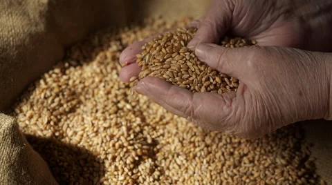 Close up video of wheat grains being held Stock Footage 61844813