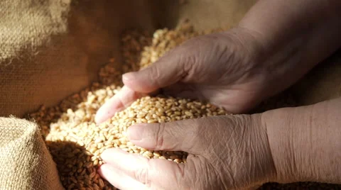Close up video of wheat grains being held Stock Footage 61845111