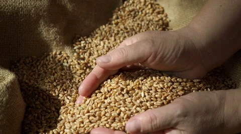 Close up video of wheat grains being held Stock Footage 61847537