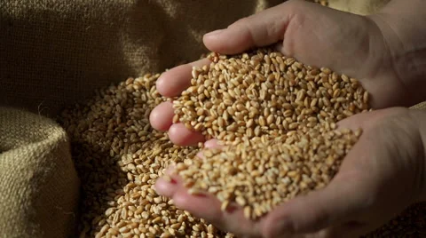 Close up video of wheat grains being held Stock Footage 61847754