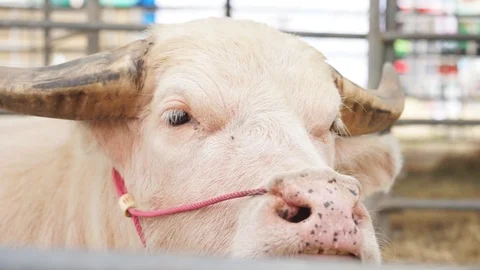 Close up video white buffalo looking camera, 스톡 동영상 91173926