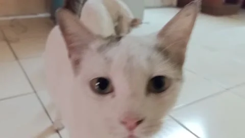 Close up video of white cat Stock Footage 150258779