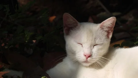 Close-up video of a white cat lying outdoors, appearing sleepy yet alert. Stock Footage 314211617