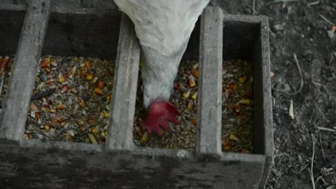 Close-up video of a white chicken eating grain and corn 動画素材 343345265