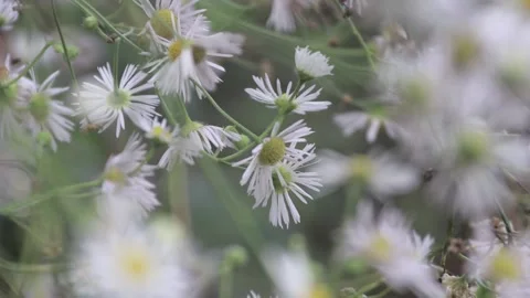 Close up video of white flowers Stock Footage 166785045