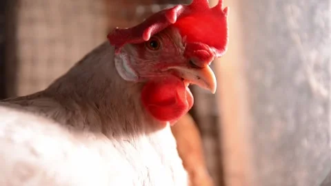 Close-up video of a white hen illuminated by warm natural sunlight 動画素材 343317778