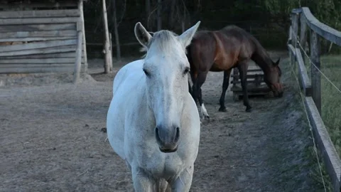 Close-up video of a white horse standing calmly and facing the camera 動画素材 341787812