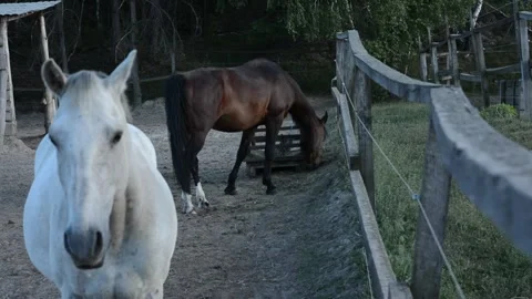 Close-up video of a white horse standing calmly and facing the camera 스톡 동영상 341787814