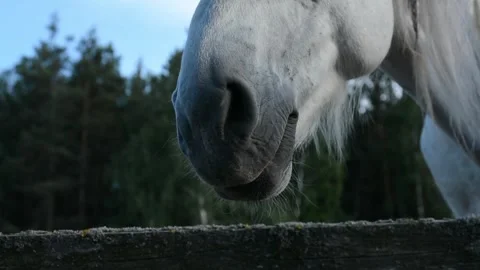 Close-up video of a white horse's face in natural daylight. Vidéo 341787802