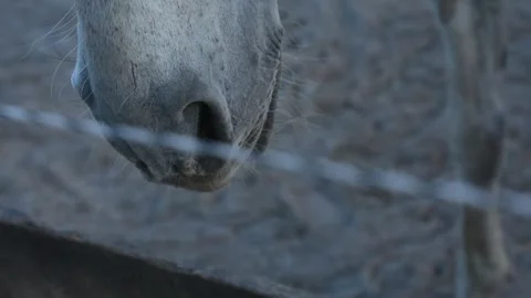 Close-up video of a white horse's face in natural daylight. Stock Footage 341787816