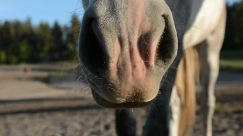Close-up video of a white horse's face in natural daylight. 스톡 동영상 341801419