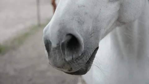 Close-up video of a white horse's head Video stock 341690276