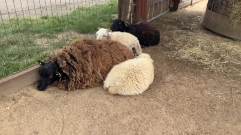 Close up video of white lamb lying on the ground. Lamb chews and eats something. Stock Footage 278031730