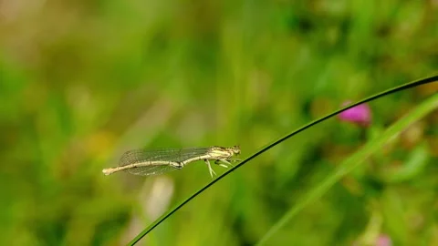 Close-up video of a white-legged damselfly Stock-Footage 316391574
