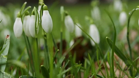 Close up video of white snowdrop buds and green stems gently swaying in the.. Stock-Footage 328099438