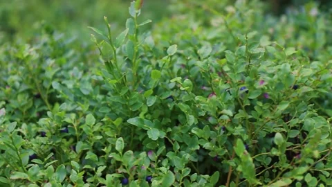 Close-up video of wild blueberry twigs with ripe fresh organic natural blueberry Stock Footage 281563802