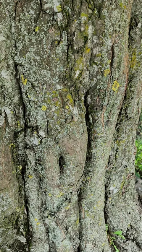 Close-up video of a woman's hand gently touching the rough bark of a tree trunk Stock Footage 338352831