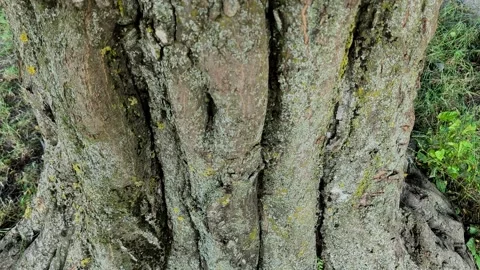Close-up video of a woman's hand gently touching the rough bark of a tree trunk Stock Footage 338353020