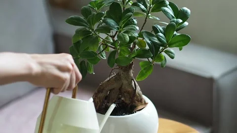 Close-up video of woman's hands tending ficus microcarpa plant Stock Footage 281572166