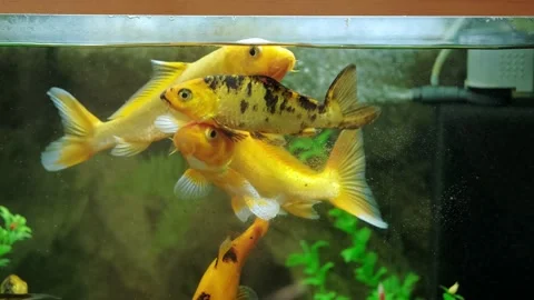 Close up video of yellow fish in the aquarium Stock Footage 232764249