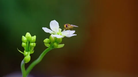 Close-up video: Yellow hoverfly nectaring on Venus flytrap flowers, covered.. Stock Footage 251718291