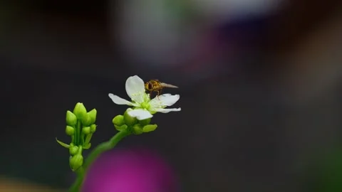 Close-up video: yellow hoverfly on Venus flytrap flowers, relishing nectar .. Stock Footage 251718440