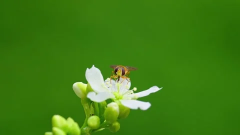 Close-up video of a yellow hoverfly on Venus flytrap's white flowers. Video stock 251875462