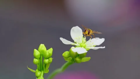 Close-up video: yellow hoverfly on Venus flytrap flowers, dining on nectar Stock Footage 251875487