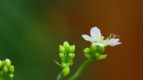 Close-up video: Yellow hoverfly on Venus flytrap flowers, nectar-feeding, Stock Footage 251875588