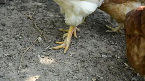 Close-up video of the yellow legs and feet of a white chicken Stock-Footage 343345109