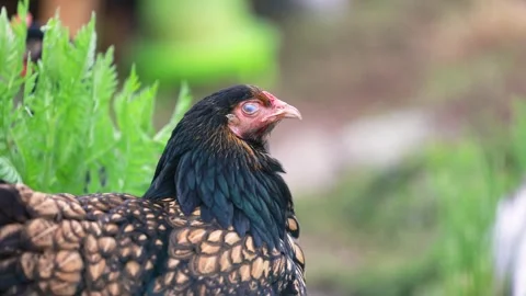 Close up video of a young Brahma chicken in a backyard chicken garden Stock Footage 336857068