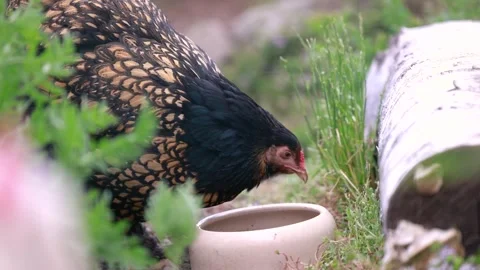 Close up video of a young Brahma chicken in a backyard chicken garden Stock Footage 336857110