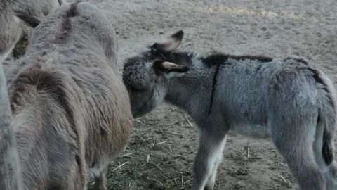 Close-up video of a young donkey foal nursing from its mother on a farm. Stock Footage 341615173