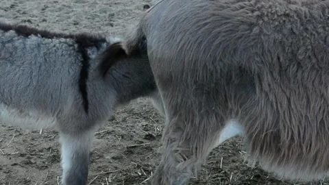 Close-up video of a young donkey foal nursing from its mother on a farm. Vídeos de archivo 341615178