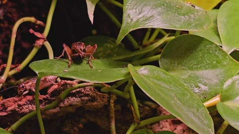 Close vie of a cricket insect  Stock Footage 264123882